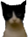 elliepeek emote for Discord