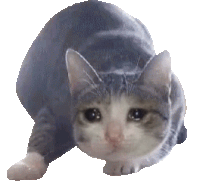 sad_cat_wiggle emote for Discord