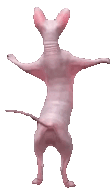 dancing_sphynx_cat emote for Discord
