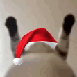 christmas_catshake emote for Discord