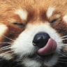 smap_pandatasty emote for Discord