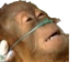 LifeSupport emote for Discord