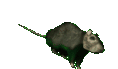 RatSpin emote for Discord