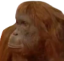 Where_Banana_Monkey emote for Discord