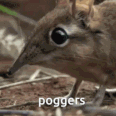 poggerselephantshrew emote for Discord
