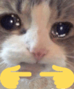 cat emote for Discord