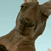SusAsf emote for Discord