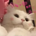cute_cat emote for Discord