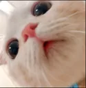 cat_stare emote for Discord