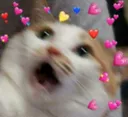 cat_fear emote for Discord