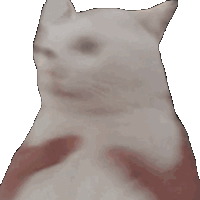 shakethecat emote for Discord
