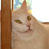 Whatever emote for Discord