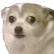 wtf emote for Discord