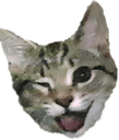 Wink_Cat emote for Discord