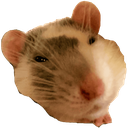 Rat_UwU emote for Discord