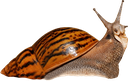 Snail emote for Discord
