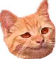 Smug_Cat emote for Discord