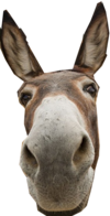 donkey emote for Discord