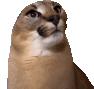floppa_yes emote for Discord