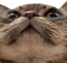 catOoh emote for Discord