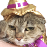 annoyedCat emote for Discord