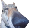 gotdamn emote for Discord