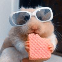 coolhamster2 emote for Discord