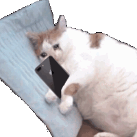 Sadcat_phone emote for Discord