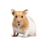 Hampter2 emote for Discord