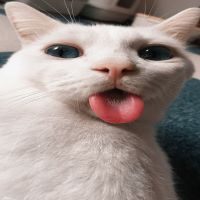 cat emote for Discord