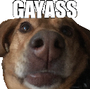 gayass emote for Discord