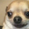 Doge_Shocked emote for Discord