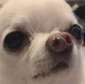 Doge_Cute emote for Discord