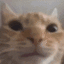 CatsLooking emote for Discord