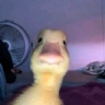 Duck_Stare emote for Discord