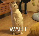 cat_waht emote for Discord