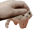 petpet_el_wiwi emote for Discord