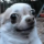 WeirdDog emote for Discord