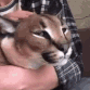 floppa emote for Discord