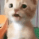 scarycat emote for Discord