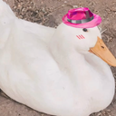 fedora_duck emote for Discord