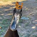 rich_duck emote for Discord