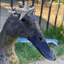 star_duck emote for Discord