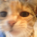 blurry_cat emote for Discord