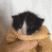 Towel_Kitten_Meowing_2 emote for Discord