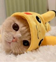 PikaCat2 emote for Discord