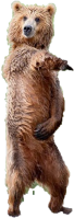 bear_default emote for Discord