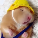 hamstersleep emote for Discord