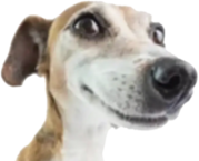 whatdadogdoing emote for Discord