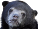 confession_bear emote for Discord